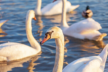 A White Swans And Many Gulls Swim In The River
