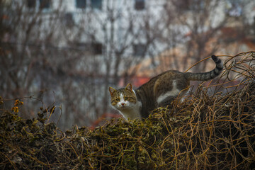 domestic cat on the fence