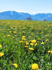 Fototapeta premium dandelions on a meadow