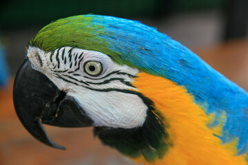 Yellow and Blue Macaw face