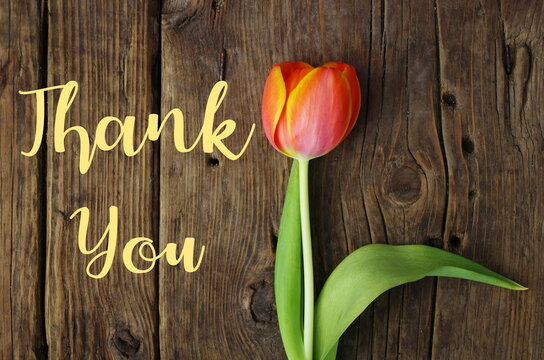 Thank You Message, Orange tulip on wooden background. Spring flower background with blooming tulip, mockup template with copy space, backdrop for seasonal greeting card celebration. Mother's Day. 