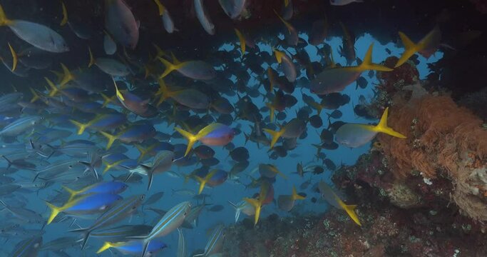 school of fusiliers below overhang