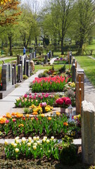 Tulpenblüte auf einem Friedhof