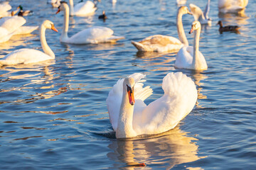 A White Swans And Many Gulls Swim In The River
