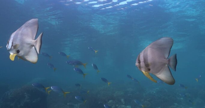 two young batfish swimming on shallow waters