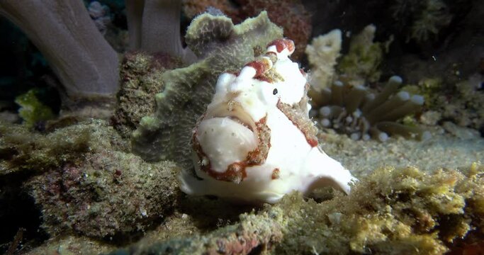 another close view of beautiful white frog fish