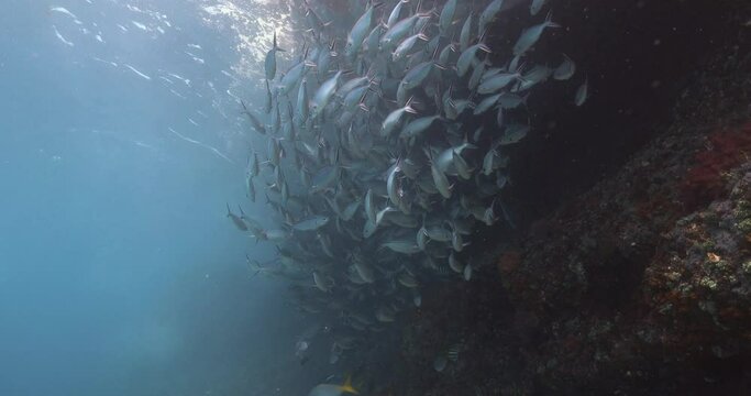 school of fusiliers below surface