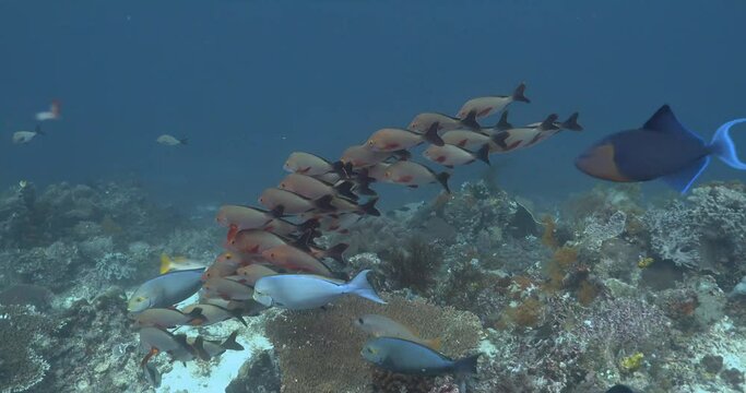 small group of fish on the colorful slope