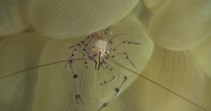 mushroom coral shrimp cleaning itself