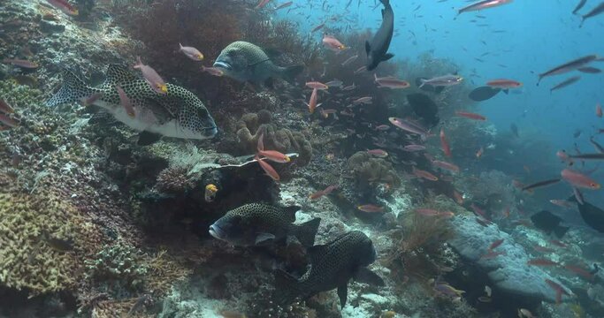 group of sweetlips fish on the reef slope