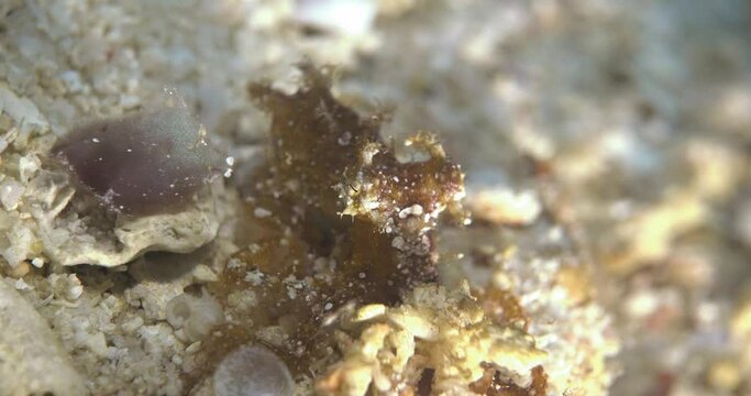 hairy octopus hiding in rubble coral reef