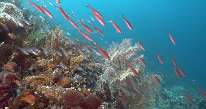 colorful reefs and small fish