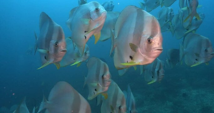 school of batfish swimming towards camera