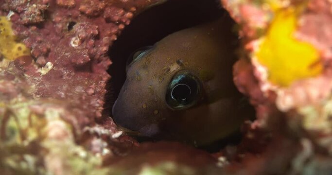 small fish sticking out from its home