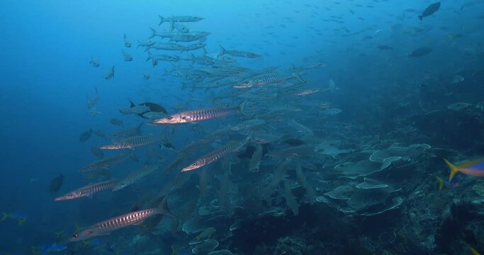 school of barracudas turning to camera