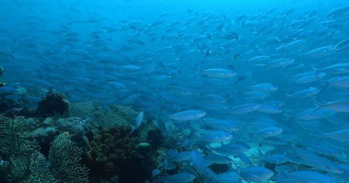 big school of fusiliers moving fast down the reef