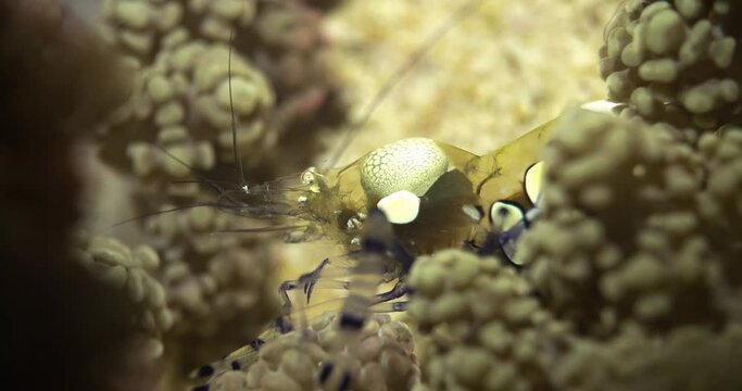 comensal shrimp in mushroom coral from side