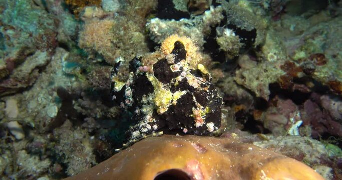 macro of beautiful black frog fish
