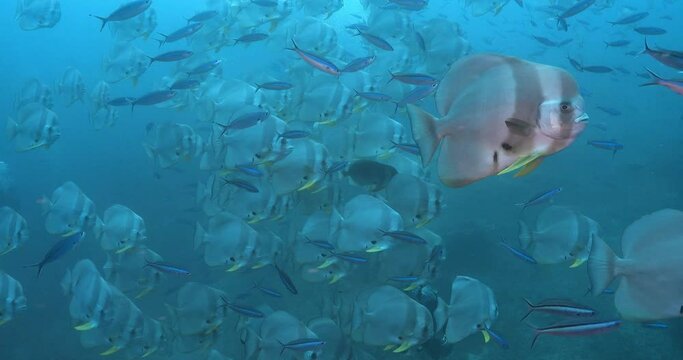 school of batfish side view