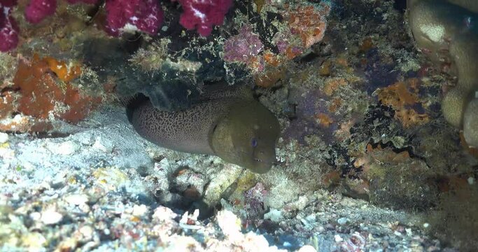 green moray eel in its hideout