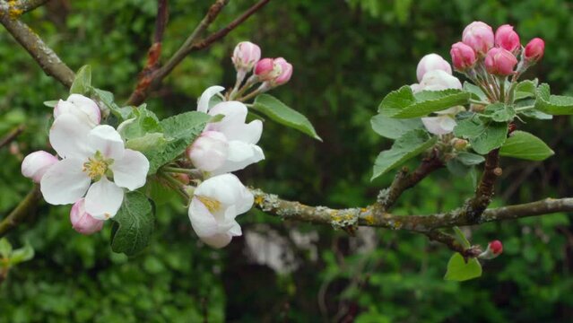 Close up shot of apple blossom on a tree branch