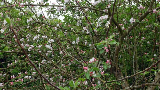 Apple blossom on tree branches in spring