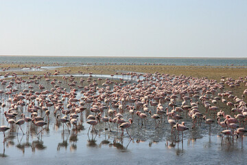 Fototapeta na wymiar Lesser flamingos, Walvis Bay, Namibia