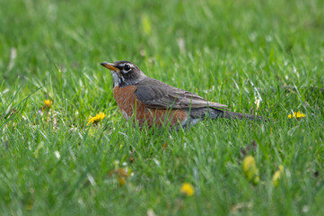North American Robin on the grass in a park, looking up towards trees.  Common songbird in its natural habitat, side view in grass foraging for insects.