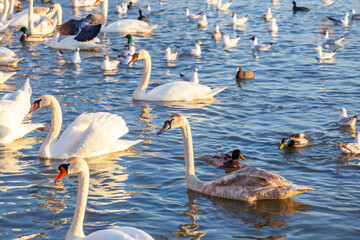 A White Swans And Many Gulls Swim In The River