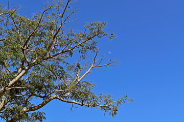 Tree branches and blue sky