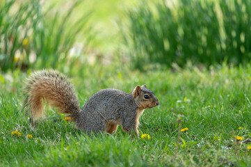 Naklejka na ściany i meble Eastern gray squirrel wandering in the park grass on a spring day, looking for food on the ground. 