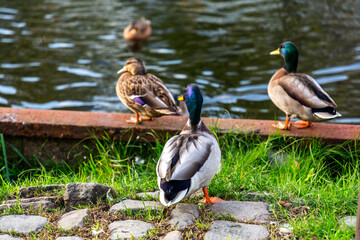 Ducks along the canals in Schiedam, Netherlands