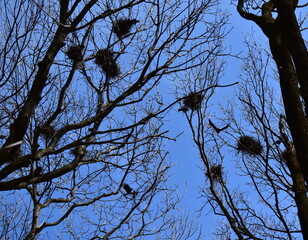 view of trees with nests of crows in the park against the sky