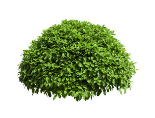 Tropical plant bush shrub tree isolated on white background with clipping path.