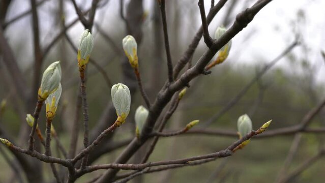 Whitebeam beginning leafing and flowering in spring (Sorbus aria) - (4K)