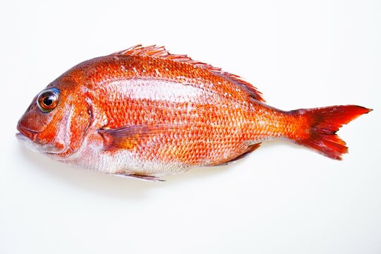 白背景に赤い魚の真鯛の全身の真俯瞰図