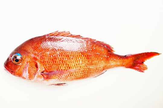 天然鯛 の画像 719 件の Stock 写真 ベクターおよびビデオ Adobe Stock