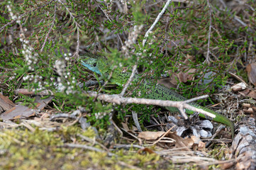 Lacerta bilineata - Western green lizard - Lézard vert occidental - Lézard à deux raies