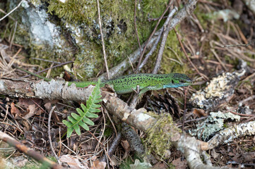 Lacerta bilineata - Western green lizard - Lézard vert occidental - Lézard à deux raies