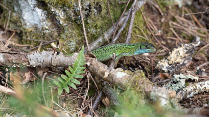 Lacerta bilineata - Western green lizard - Lézard vert occidental - Lézard à deux raies