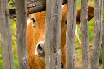 Young cow behind a wooden fence. Brown cow is sad