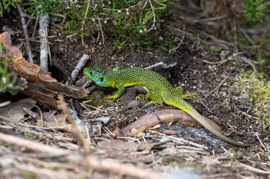 Lacerta bilineata - Western green lizard - L&eacute;zard vert occidental - L&eacute;zard &agrave; deux raies