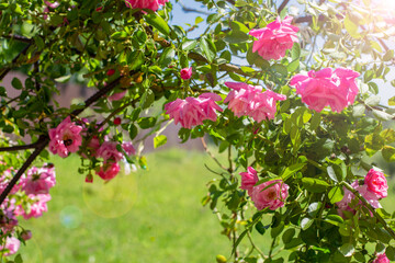 Arch of pink climbing roses and succulent foliage in the sun. Summer garden background with copy space
