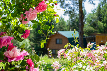 Summer natural background with English pink roses, blooming flowers and green leaves in the garden. copy space