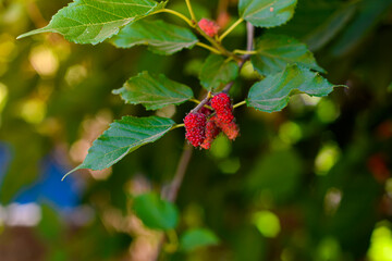 Mulberry fruit blooming on tree in garden with nature background