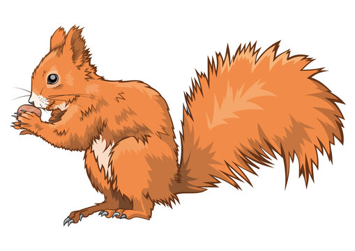 Cartoon Red Squirrel Images – Browse 6,792 Stock Photos, Vectors, and Video  | Adobe Stock
