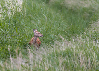 Female Red Deer (Cervus elaphus) in Long Grass