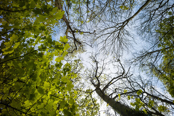Obraz premium Looking up at new leaves sprouting on trees during spring time