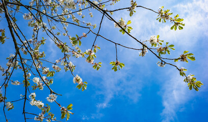Apple tree blooming during spring time,  Sunny day blue skies.