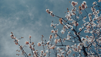 Close up Apple tree blooming during spring,  Sunny day blue skies cross process vintage colour effect